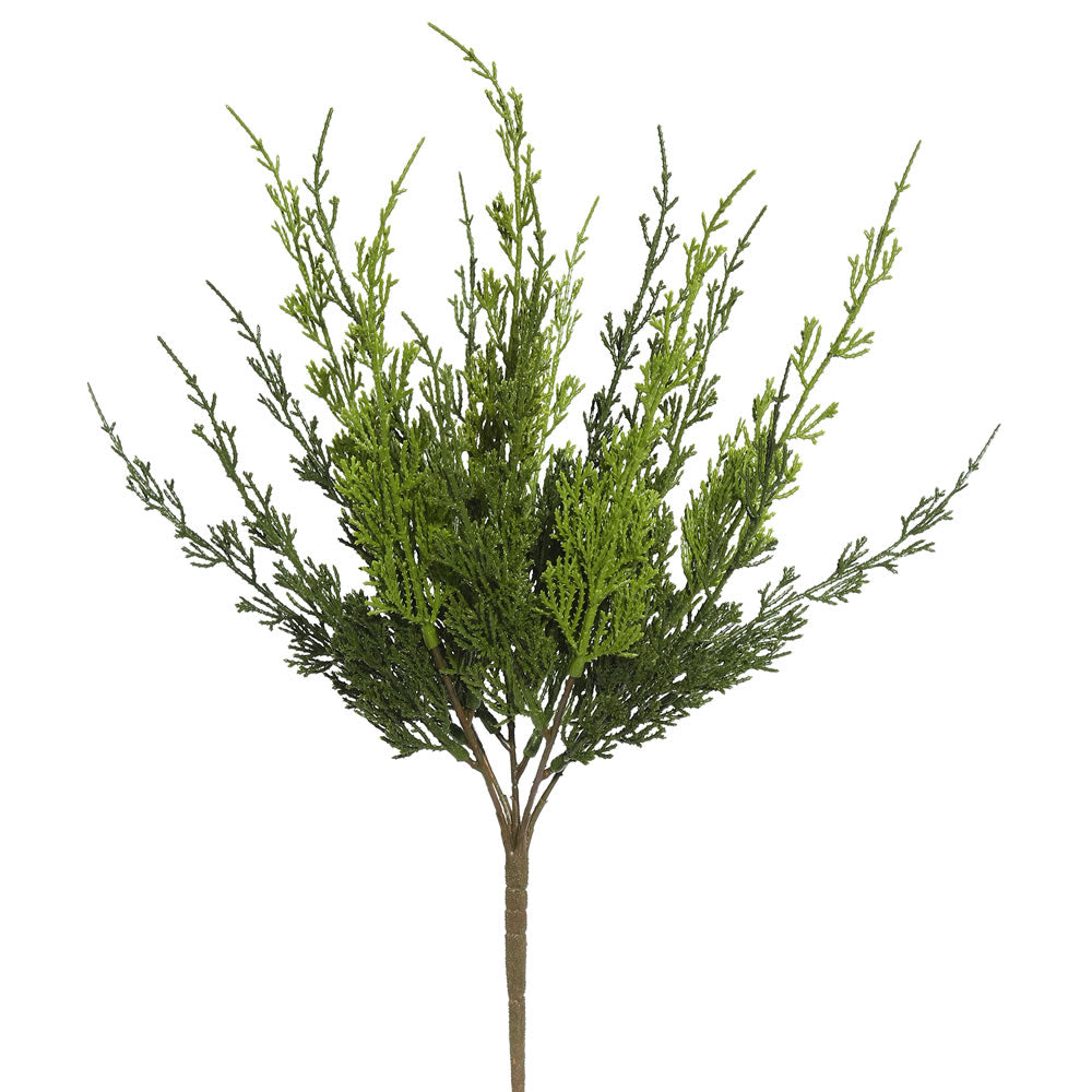 19" Green Monterey Cypress Bush