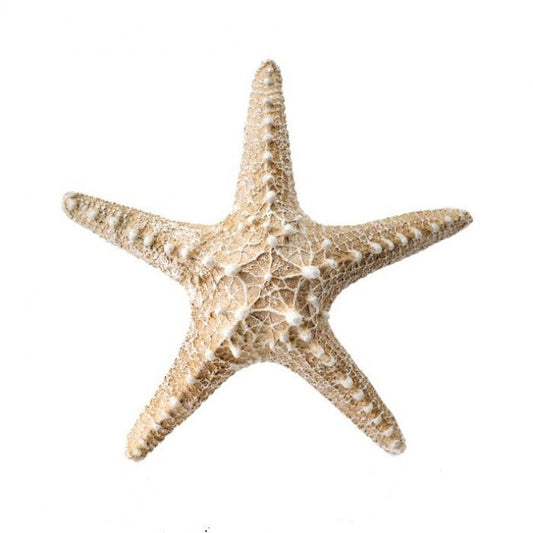 Regency International Polystone Starfish 8"