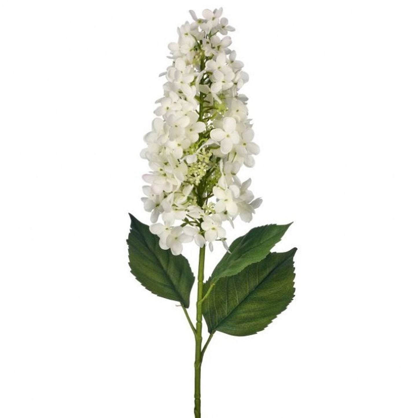 Regency International Mature Snow Queen Hydrangea 39"