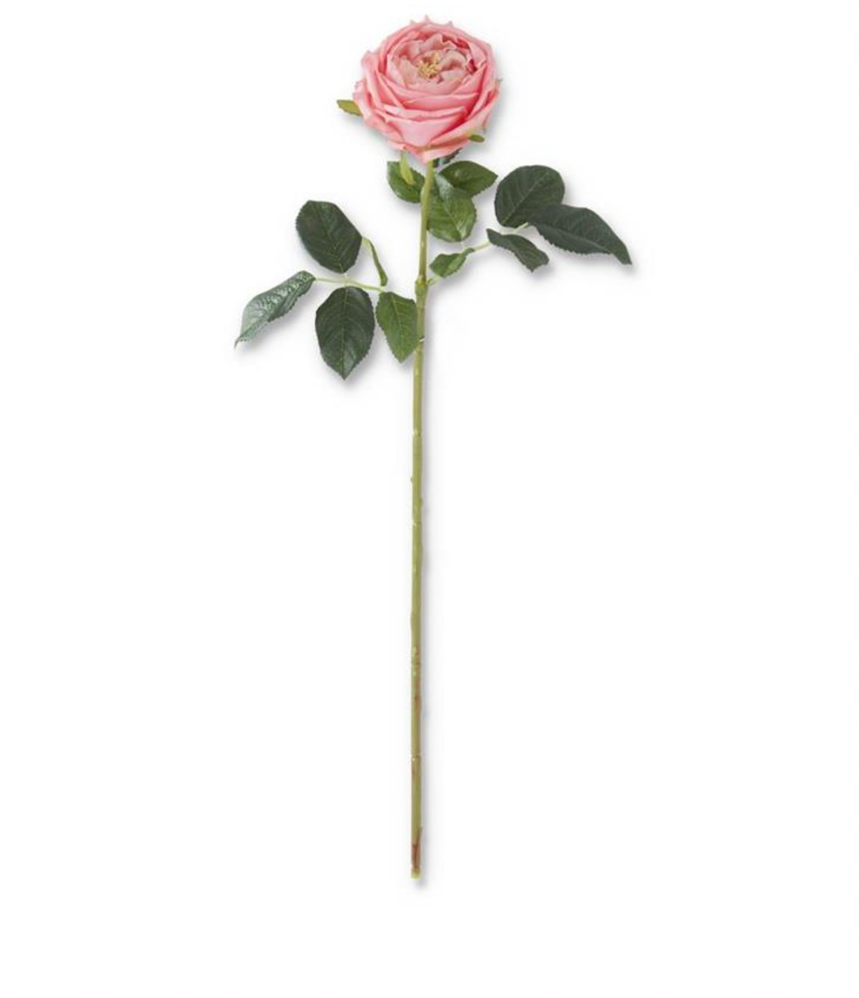 24" Dark Pink Real Touch Austin Rose Stem