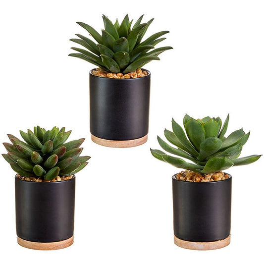 Raz Imports Botanical Farmhouse 6.75" Potted Succulent, Assortment of 3