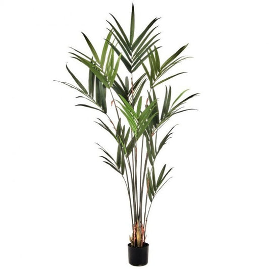 Regency International Potted Kentia Palm