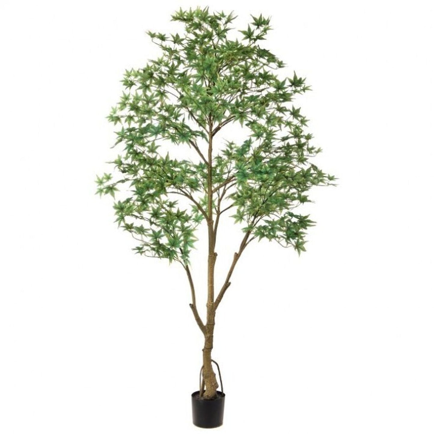 Regency International Potted Japanese Maple Tree 6'