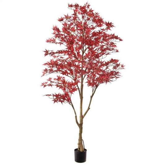 Regency International Potted Japanese Maple Tree 6'