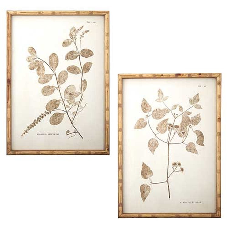 Raz Imports Natural Surroundings 24" Botanical Framed Wall Art, Asst of 2